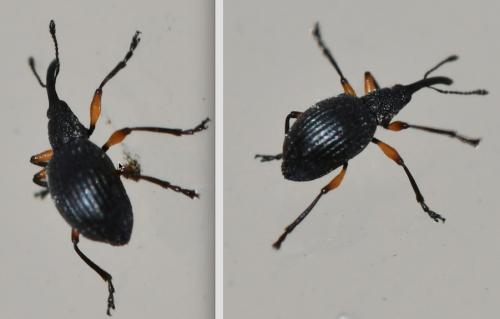 Réf. 294 442 : Protapion sp.
